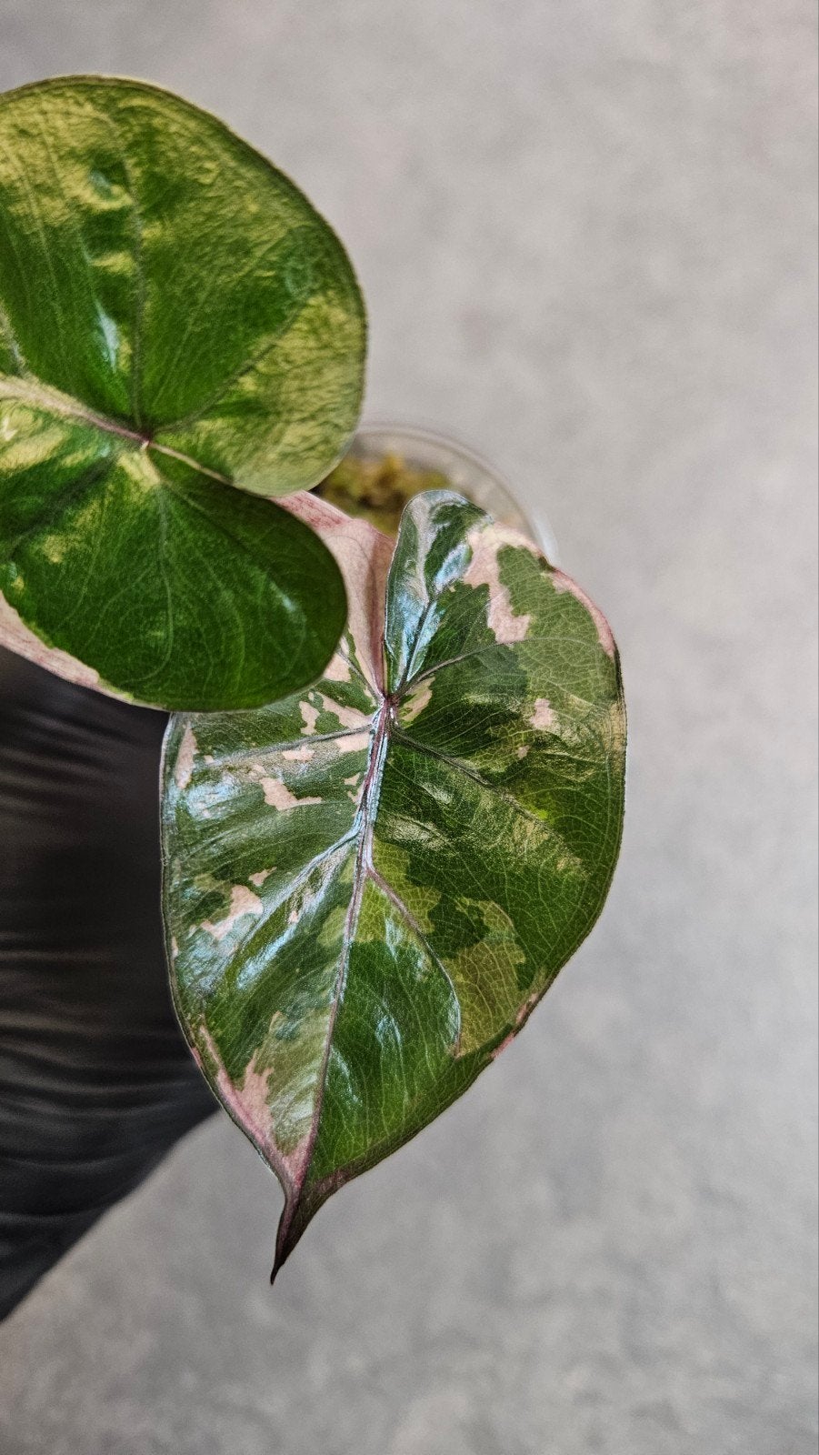 Alocasia Serendipity Pink Variegata, Ophalen of Verzenden, Halfschaduw, Minder dan 100 cm