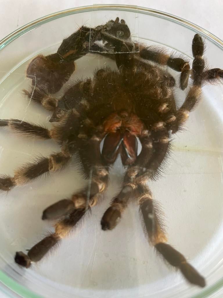 Exoskelet Vogelspin ( in Hilversum ), Dieren en Toebehoren, Overige soorten