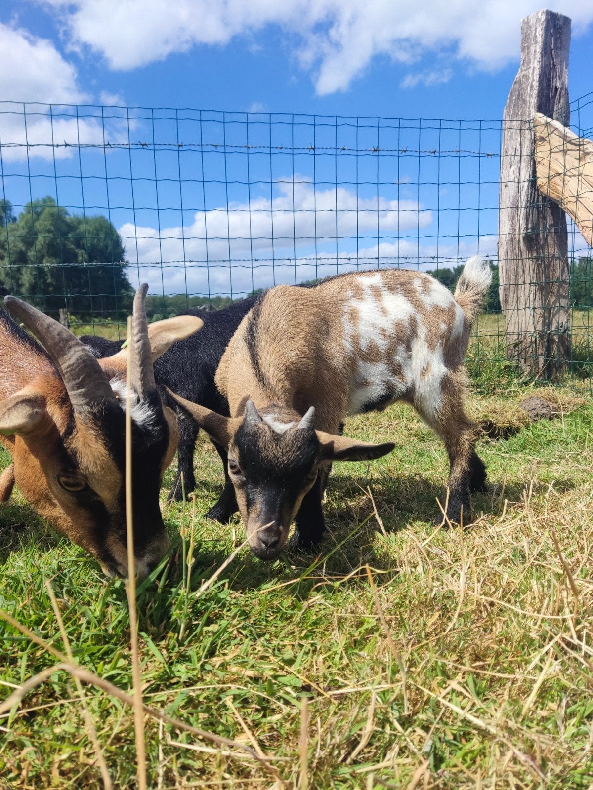 Dwerggeiten bokjes te koop, Dieren en Toebehoren, Mannelijk, Geit, 0 tot 2 jaar
