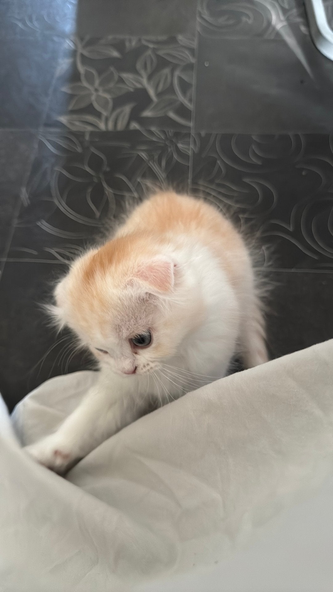 Kitten