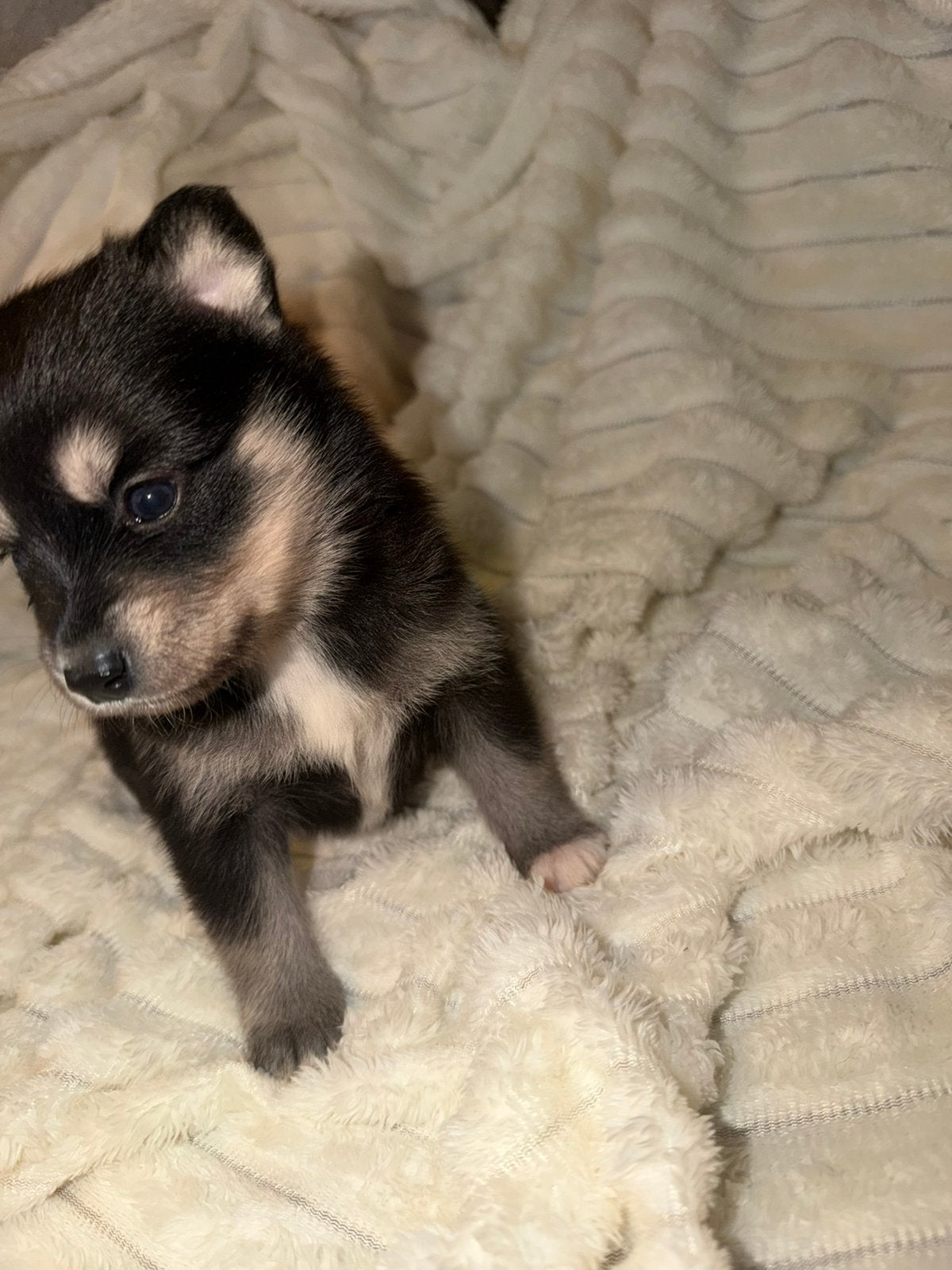 🐾 F1 Pomsky pups 🐾 4 Teefjes 1 Reu mini Husky / Pomperiaan, Overige rassen, Meerdere, Meerdere dieren, Nederland