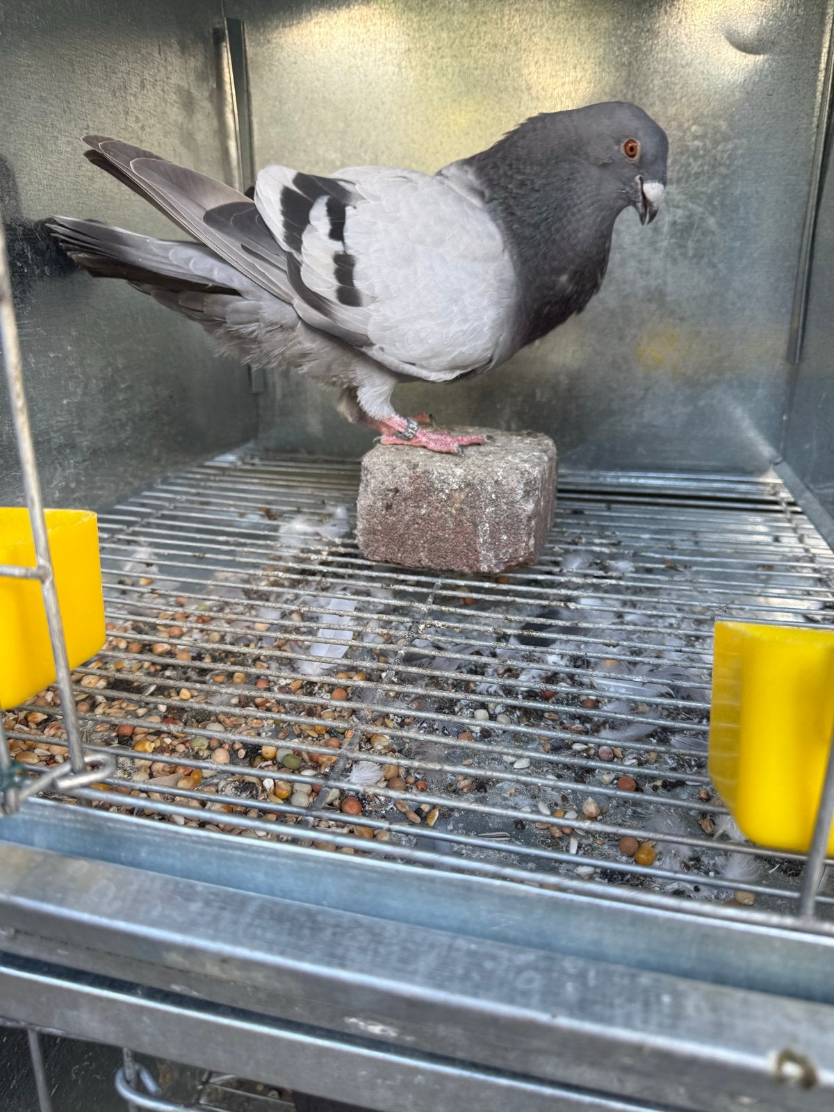 Den Haag haagsmarkt, Mannelijk