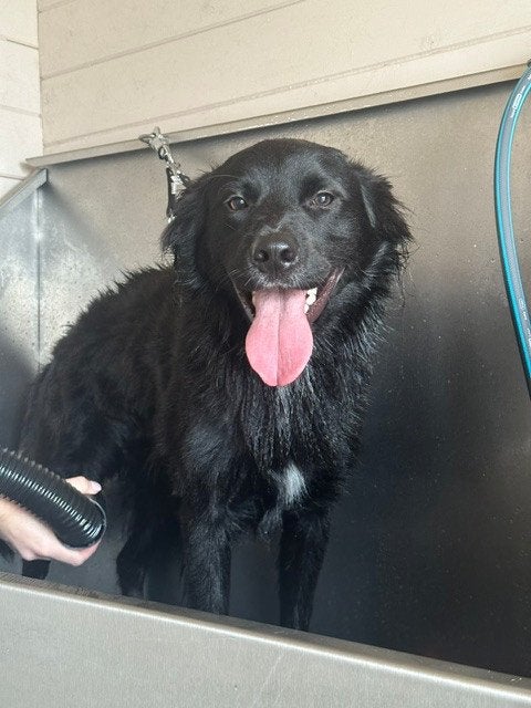 fijn thuis gezocht voor lieve hond, Reu, Eén hond, Nederland, Particulier