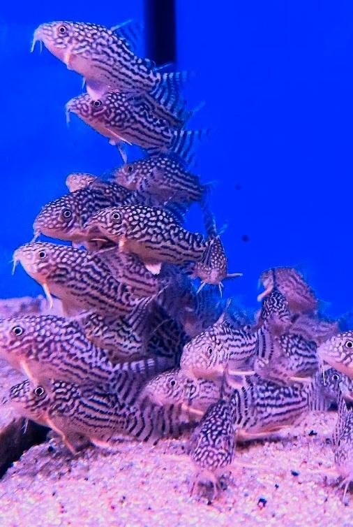 Corydoras, Dieren en Toebehoren, Vissen | Aquariumvissen, Vis