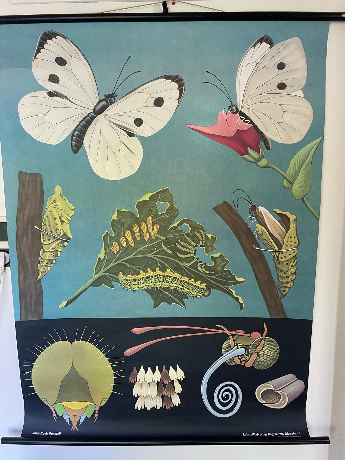 Schoolplaat: Koolwitje door Jung-Koch-Quentell, Ophalen of Verzenden, Natuur en Biologie