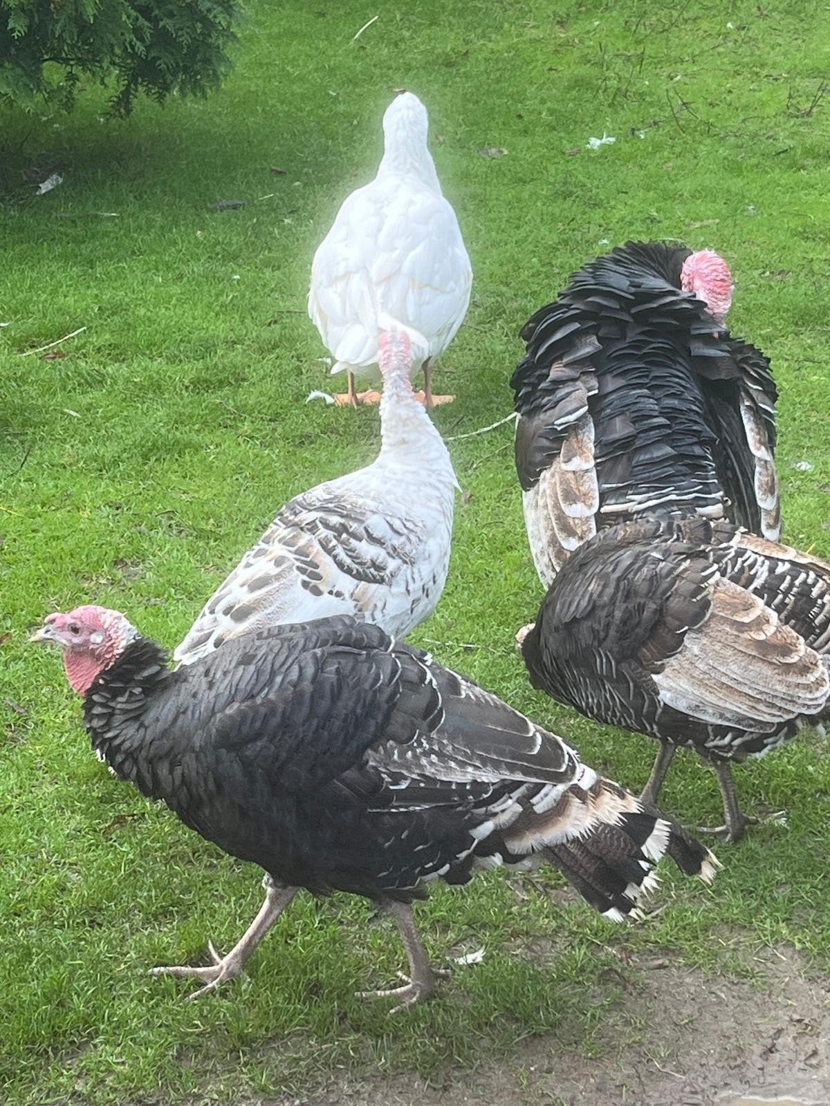 kalkoenen te koop, Meerdere dieren, Kalkoen