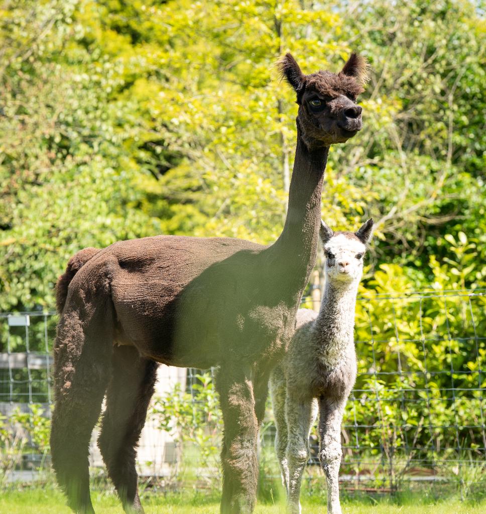 Drachtige alpacamerrie met GRIJS merrieveulen (3 in 1), Dieren en Toebehoren, Mei, Vrouwelijk