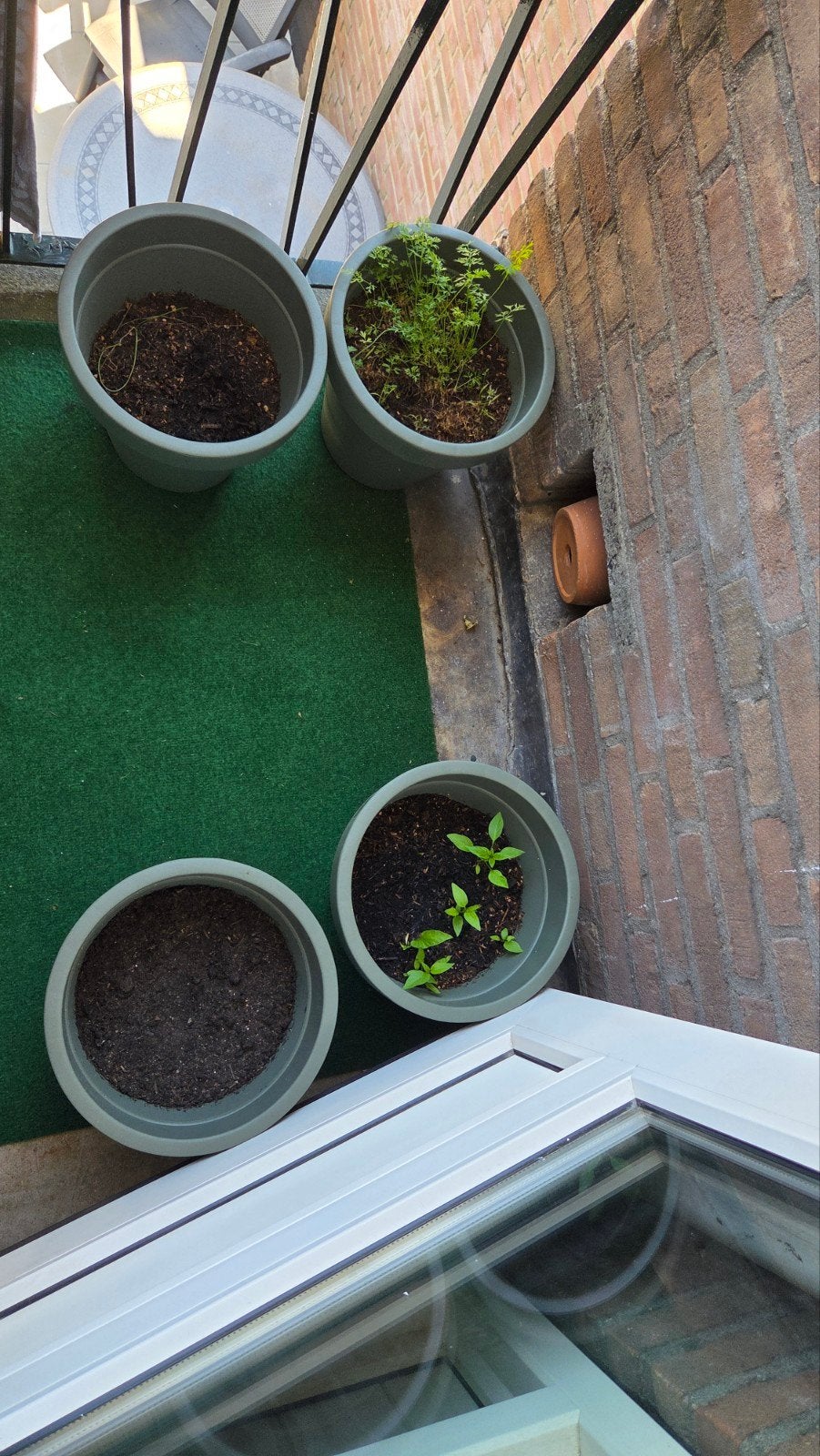 Groente- en fruitplantjes in potten - ZSM ophalen, Ophalen, Volle zon, Eenjarig, Zomer