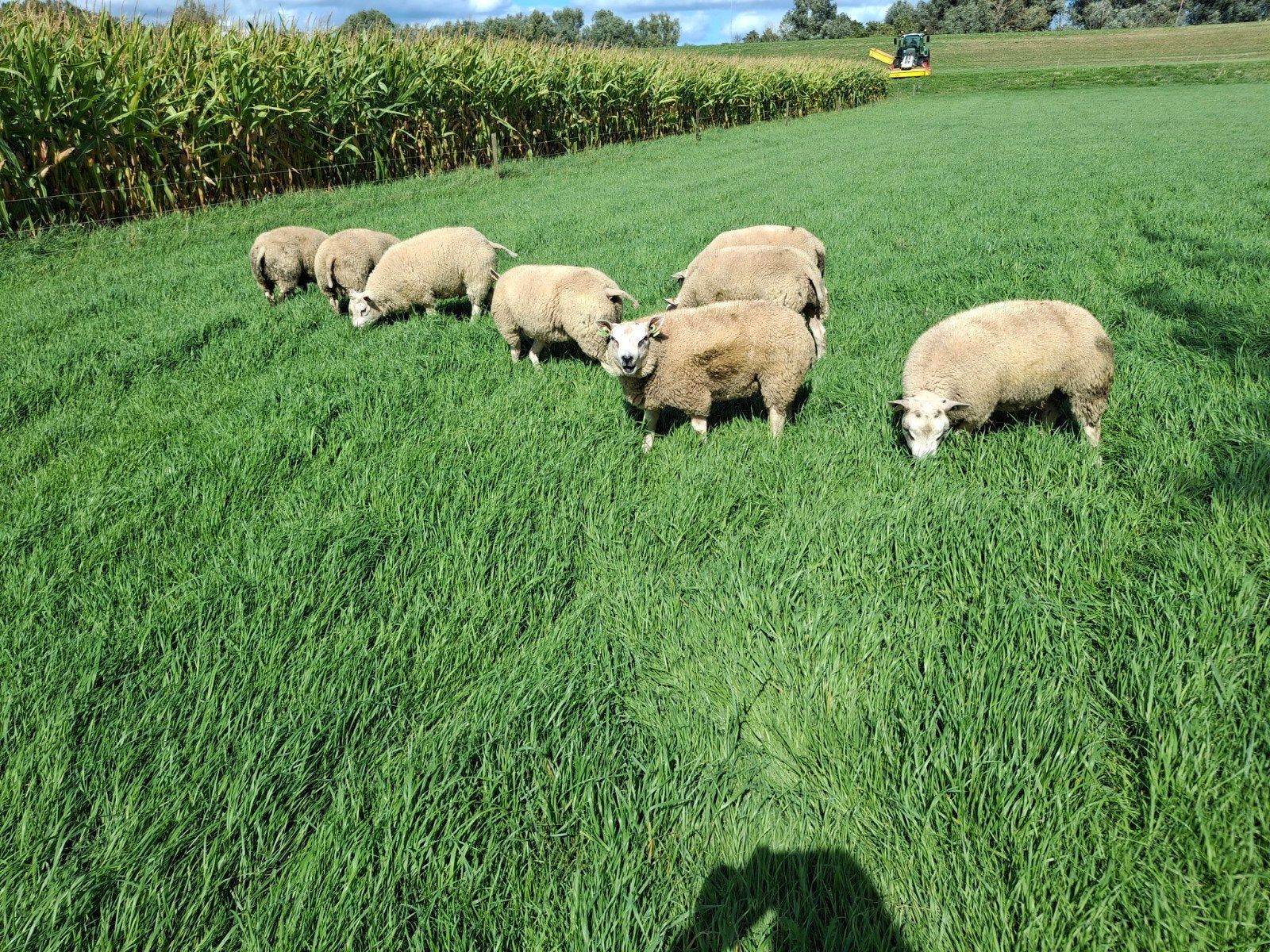 Texelaar ramlammeren zwoegervrij, Dieren en Toebehoren, Schapen, Geiten en Varkens, Mannelijk, Schaap