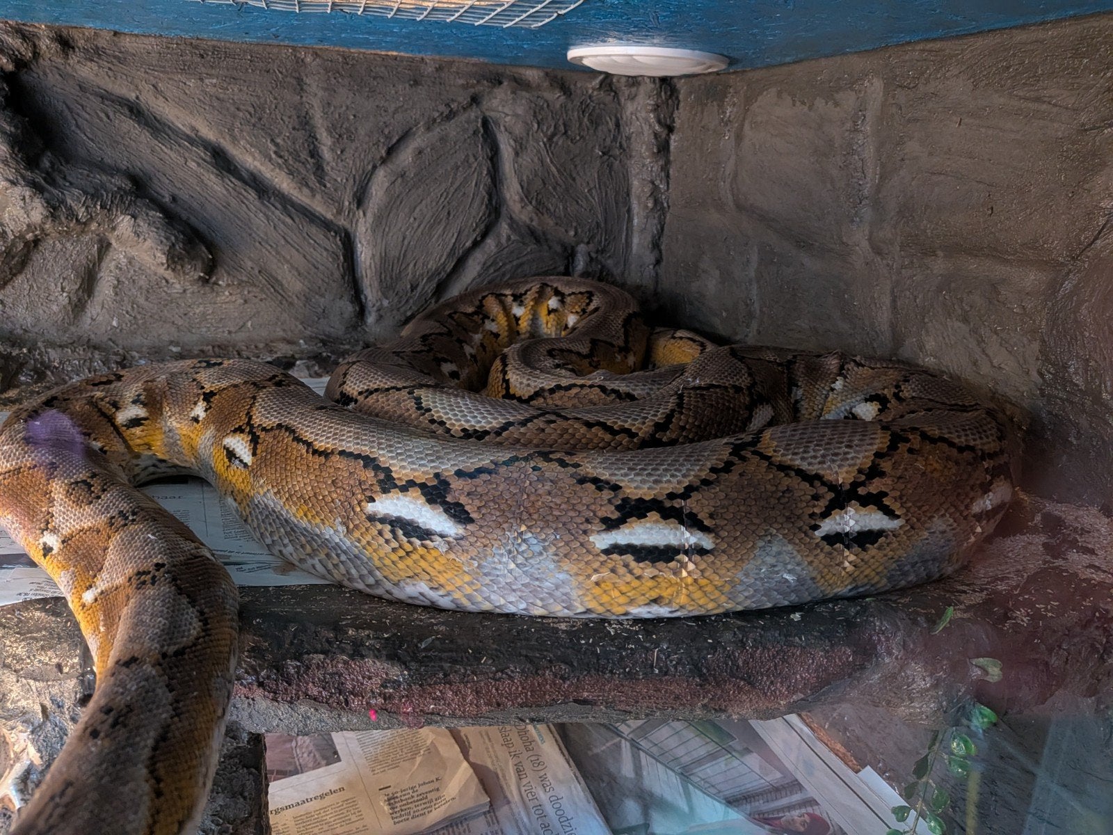 Retic man platinum ong 3 meter lang, Dieren en Toebehoren