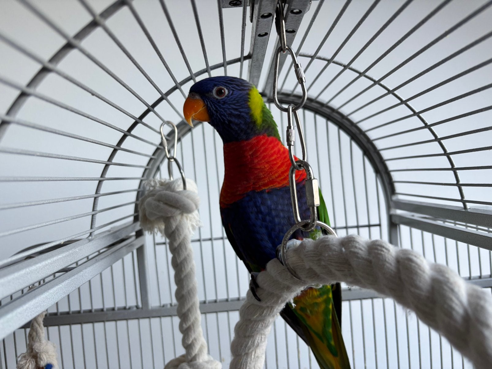 Lorrie, Geslacht onbekend, Papegaai, Pratend