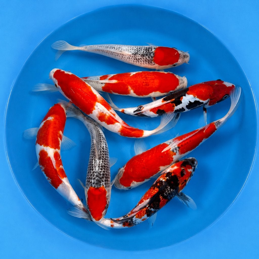 HQ Tateshita Jumbo Tosai 25-30cm Conias, Dieren en Toebehoren, Vissen | Vijvervissen, Karper of Koi