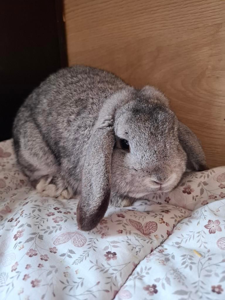 Nhd chinchilla, Dieren en Toebehoren, Konijnen, Mannelijk, Dwerg, Hangoor, 0 tot 2 jaar