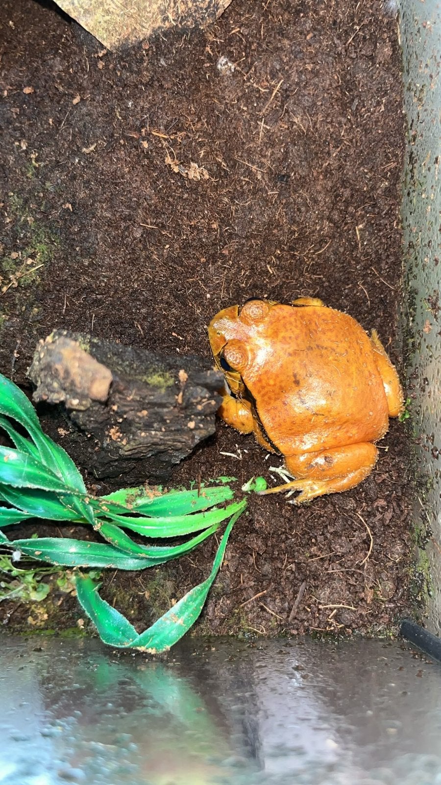 Tomaatkikker met terrarium te koop!, Dieren en Toebehoren, Reptielen en Amfibieën, Hagedis, Met terrarium, 0 tot 2 jaar