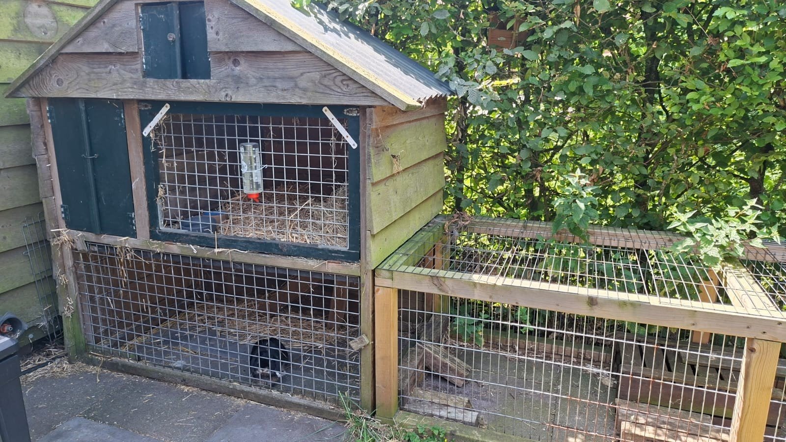 Gratis af te halen: konijnenhok en konijn, Dieren en Toebehoren, Ophalen, Konijn