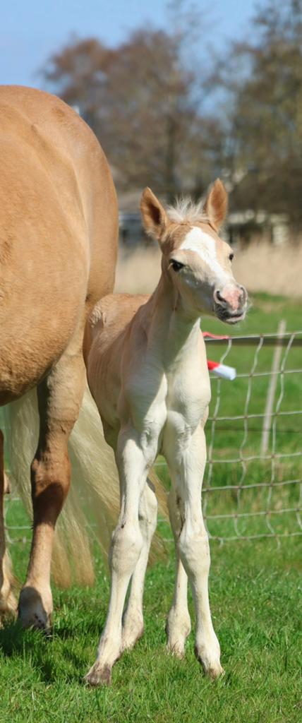 Tk: Haflinger veulen, Dieren en Toebehoren, Hengst, Niet van toepassing, Met stamboom, 0 tot 2 jaar