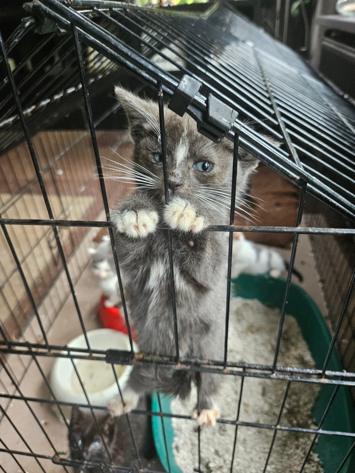 Kittens te koop, Meerdere dieren