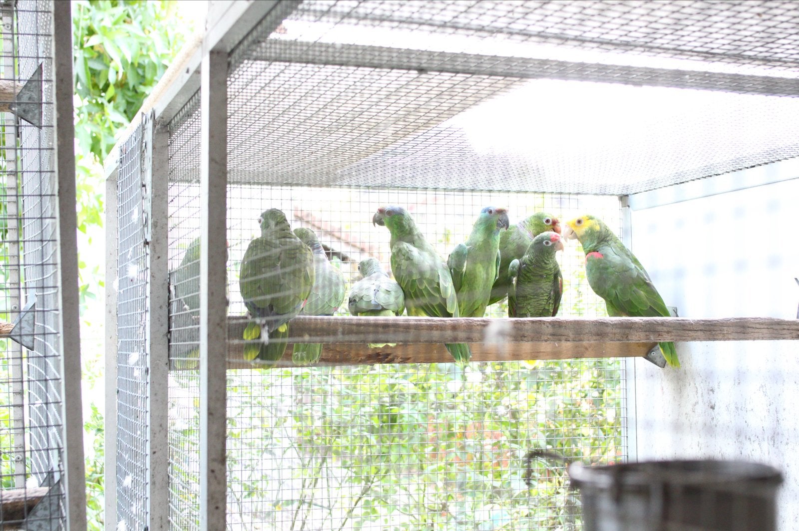 4-8 Amazona Festiva 2024/2026 te koop, Dieren en Toebehoren, Meerdere dieren, Papegaai, Geringd