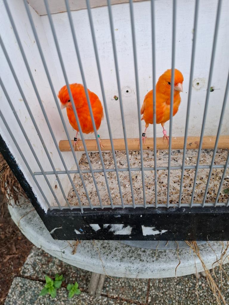 Kanarie's, Dieren en Toebehoren, Vogels | Kanaries, Meerdere dieren, Kleurkanarie
