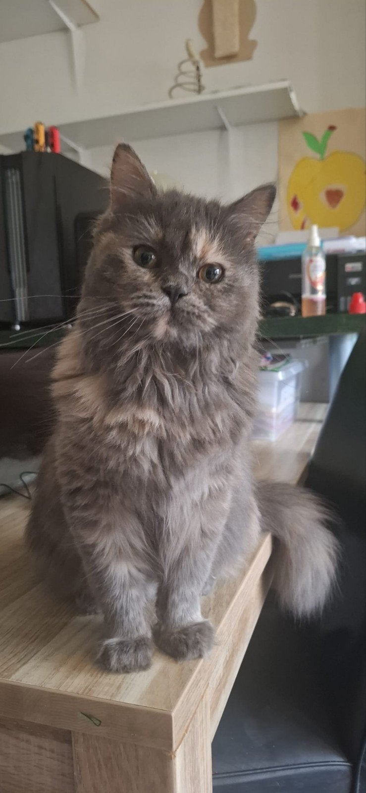 Pers x Europese Korthaar, Dieren en Toebehoren, Katten en Kittens | Raskatten | Langhaar, Poes, Gechipt, 0 tot 2 jaar