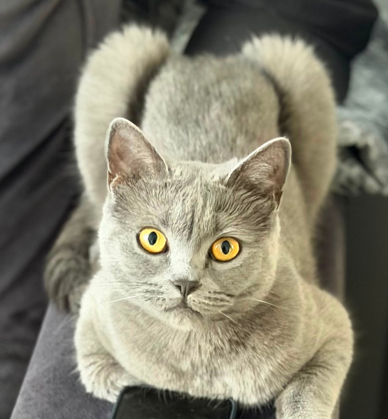 Brits Korthaar Poes, 0 tot 2 jaar