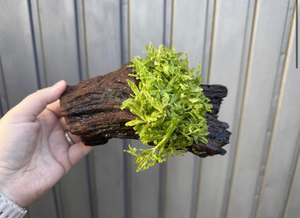 Driftwood met Pogostemon Helferi | Aquarium plant - planten, -, Nieuw, Ophalen of Verzenden, -