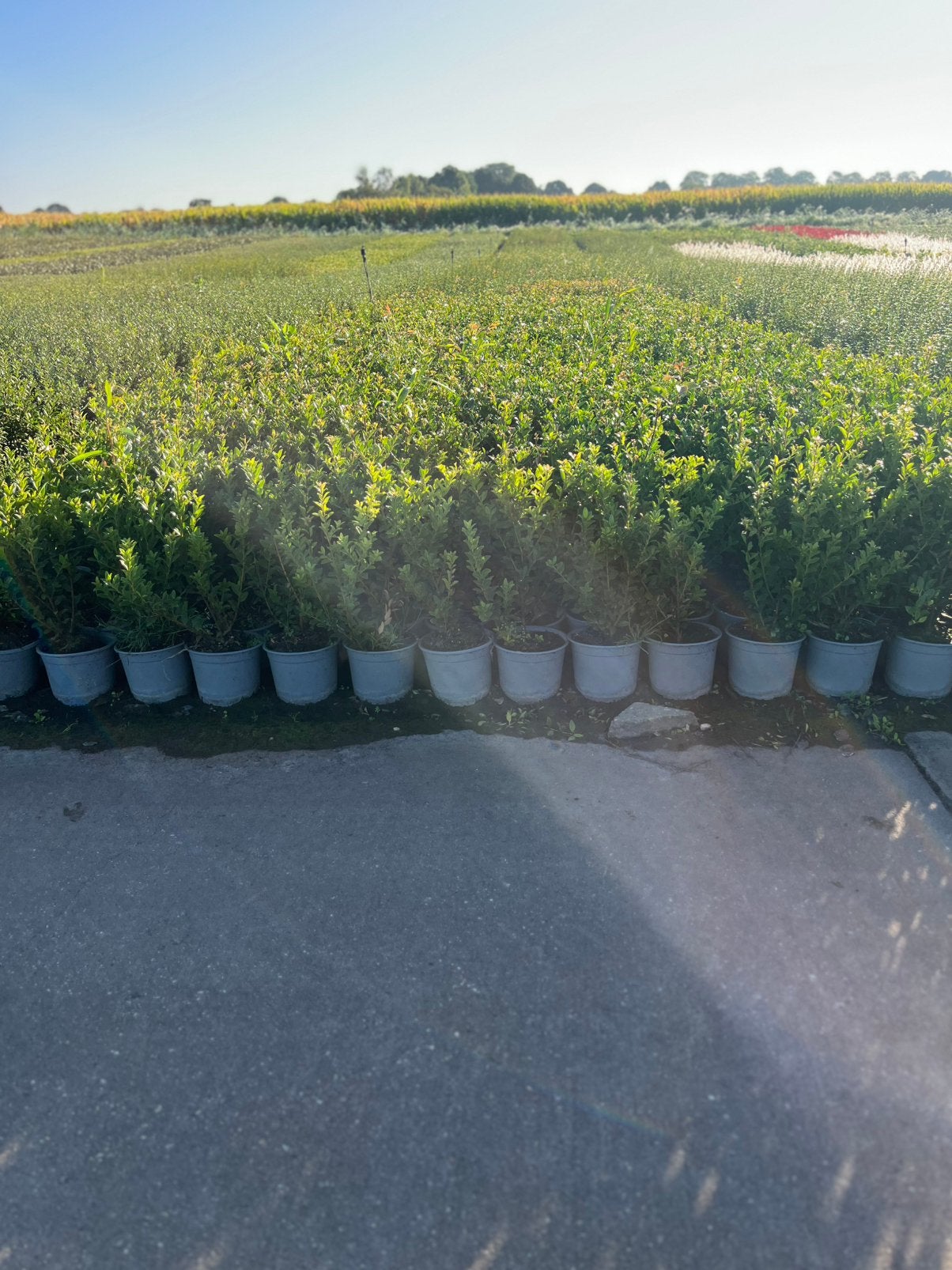 Foto 3 van Japanse Hulst - Ilex crenata - Buxusvervanger