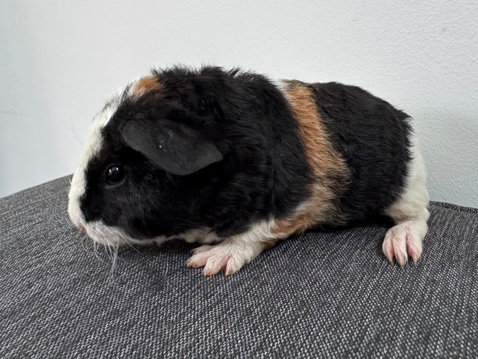 Lief zeugje Eva, Dieren en Toebehoren, Augustus, Vrouwelijk, Cavia