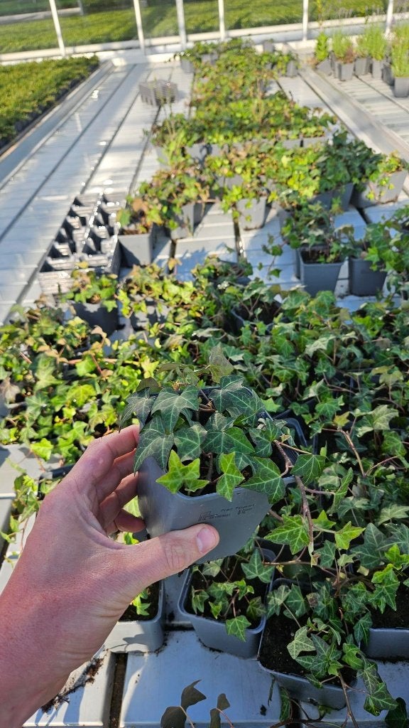 Hedera helix - klimop - kleinbladig - korte rank, Tuin en Terras, Planten | Tuinplanten, Vaste plant, Ophalen of Verzenden, Bloeit niet