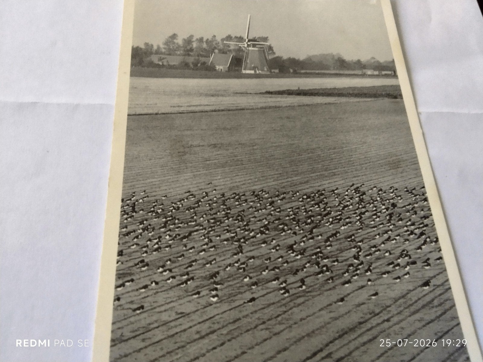 Zeldzame foto: Scholeksters en Molen, Focus, Rein Geleijnse, Gebruikt, Foto, Ophalen of Verzenden, 1940 tot 1960