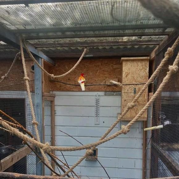 Rosella man, Dieren en Toebehoren, Mannelijk, Parkiet, Geringd