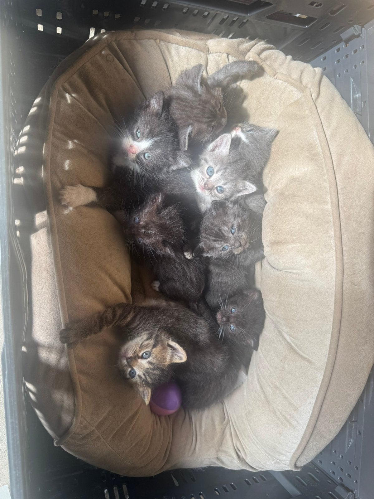 Britse korthaar, Poes
