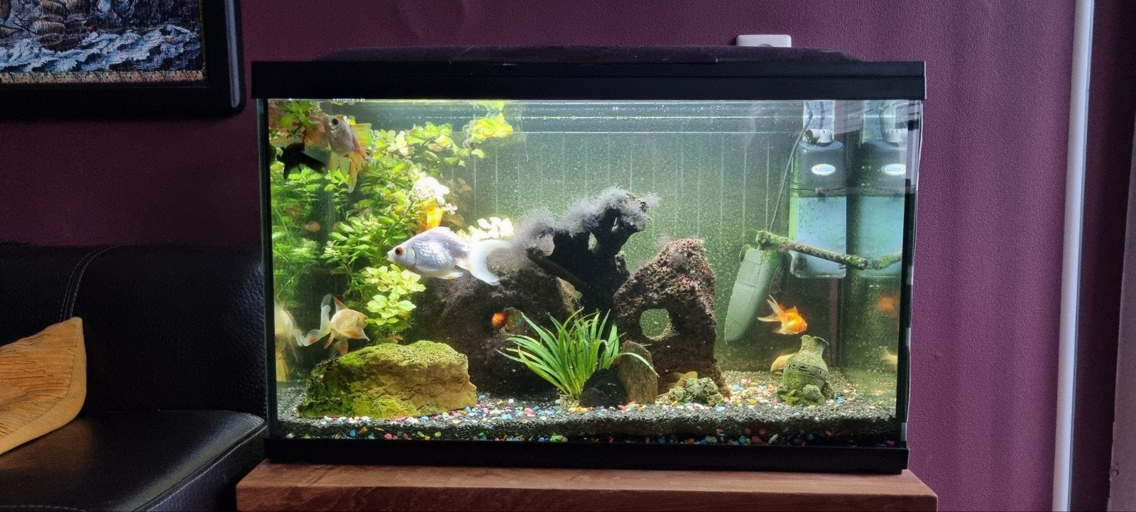 Aquarium te koop 1jaar oud  68x40x32, Ophalen of Verzenden, Zo goed als nieuw, Gevuld zoetwateraquarium