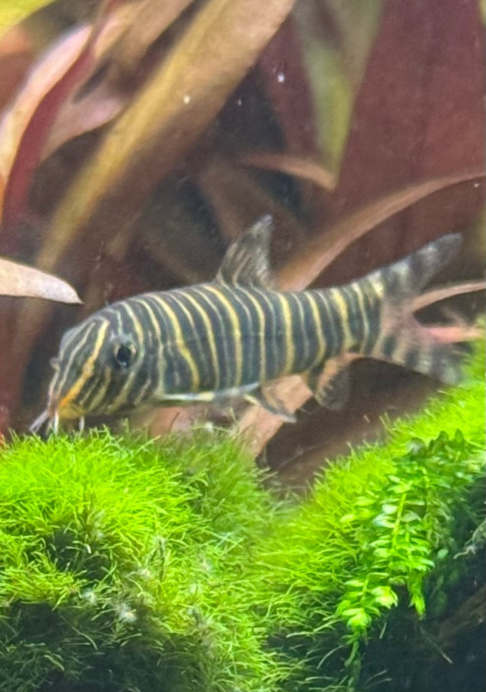 Botia striata, Dieren en Toebehoren, Vis