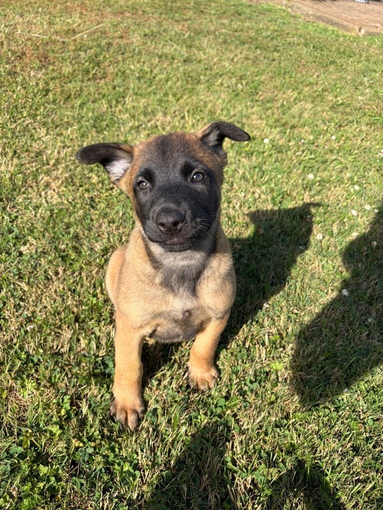 Mechelse Herder Pups te koop!, Parvo, 8 tot 15 weken, Meerdere, Meerdere dieren