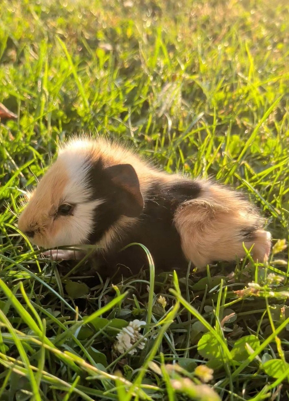 Lieve baby borstelharige cavia's beertjes, Dieren en Toebehoren, Cavia, Augustus, Mannelijk, Tam