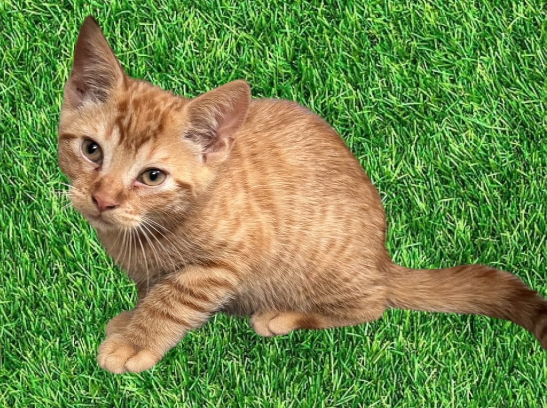 Lieve toyger kruising kittens, Meerdere dieren, Ontwormd, 0 tot 2 jaar