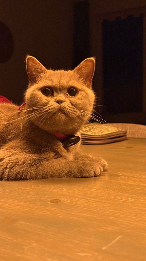 Lieve en sociale Britse Korthaar poes, Poes, 0 tot 2 jaar