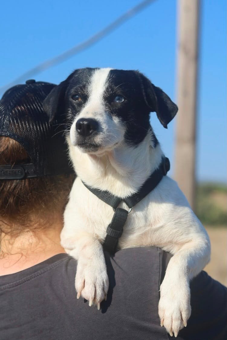 luxor met 1 blauw en 1 bruin oog, Dieren en Toebehoren, 1 tot 2 jaar, Buitenland, Parvo, Eén hond