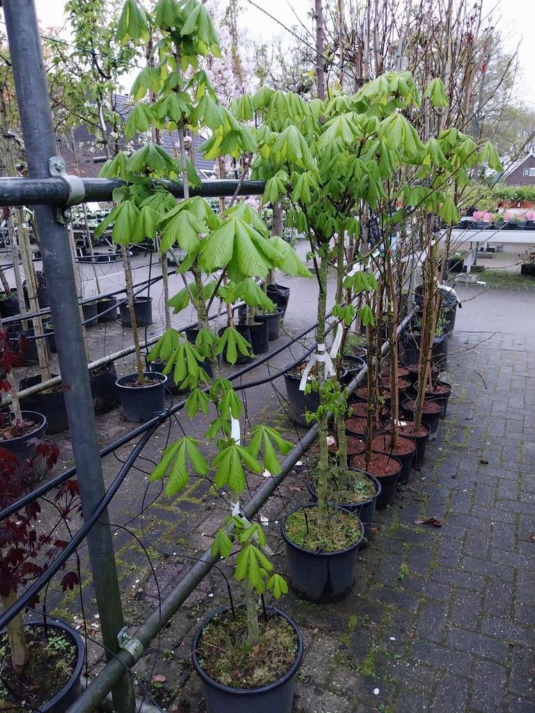 Paardenkastanje (Aesculus hippocastanum) in pot, Overige soorten, Lente, 250 tot 400 cm, Ophalen