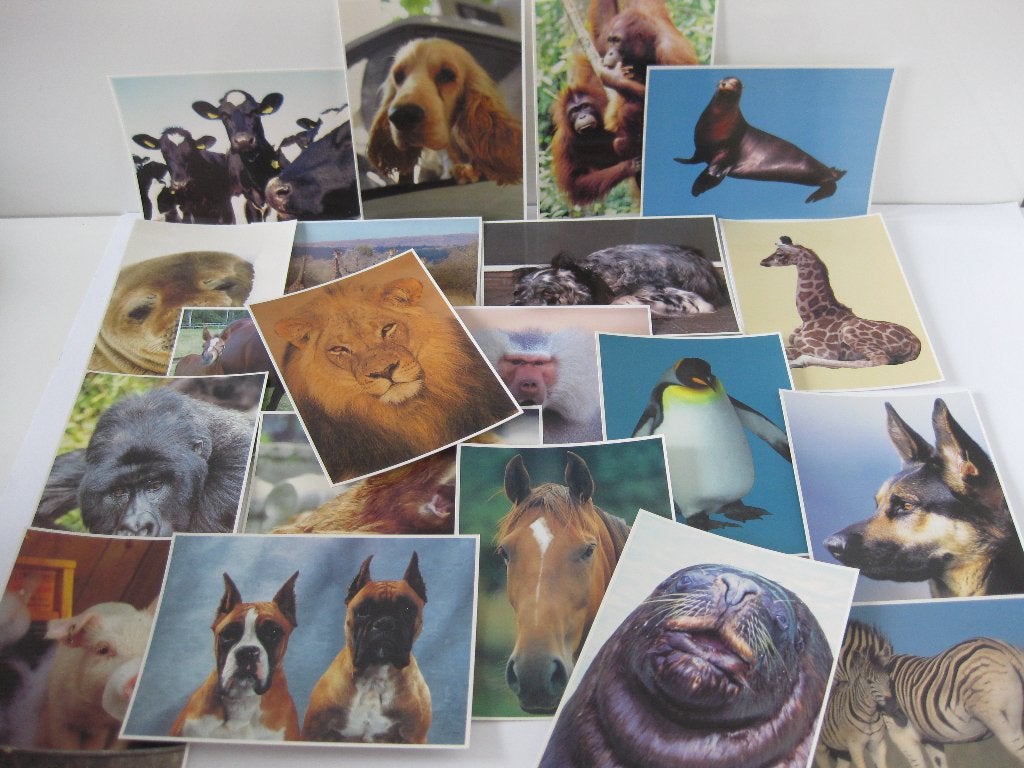 Ansichtkaarten / Postkaarten Dieren 20 stuks 17,5 x 13 cm, Ophalen of Verzenden, 1980 tot heden, Ongelopen, Overige soorten