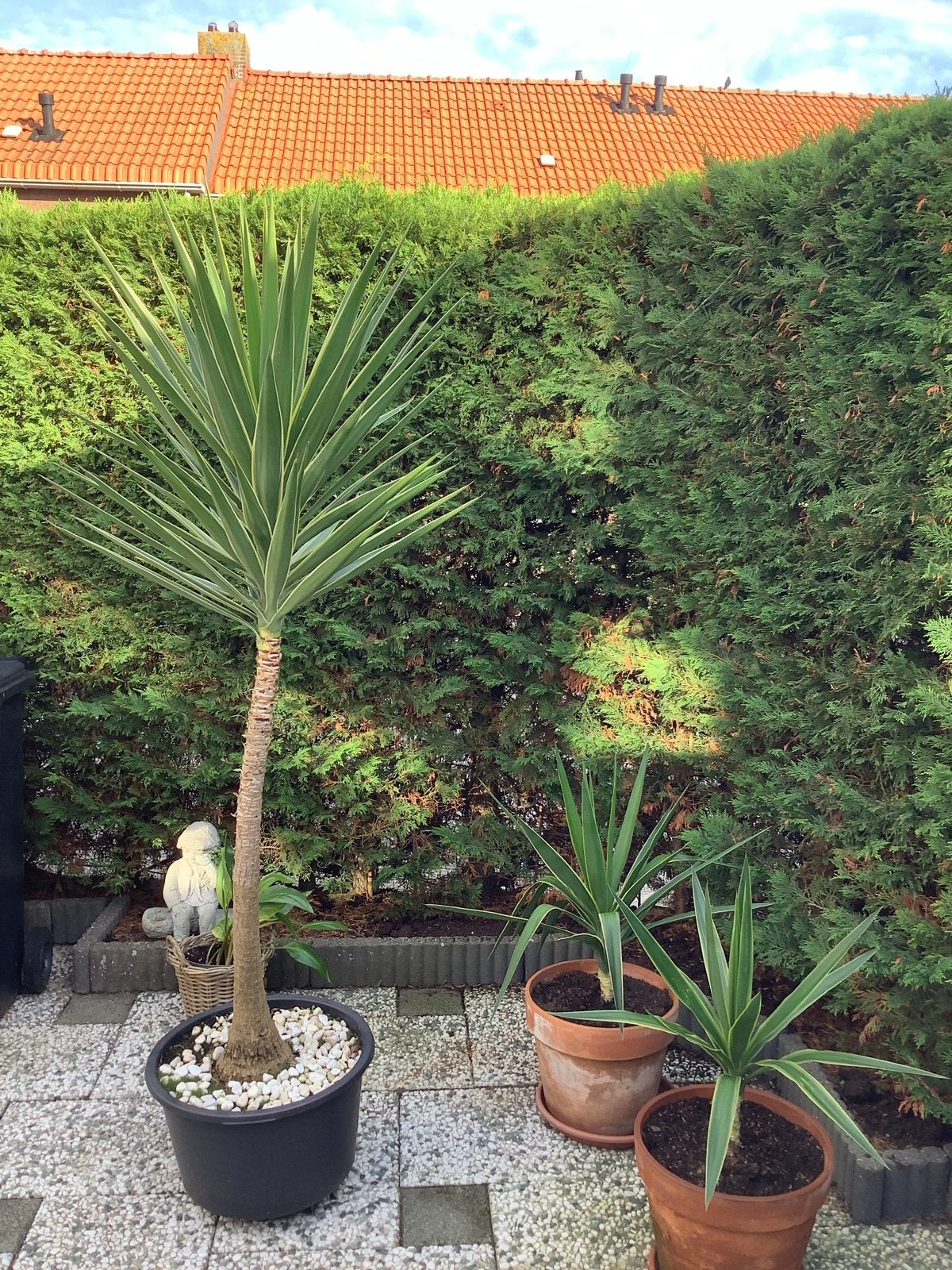 Grote Yucca in bak - 1.80m hoog, Overige soorten, Volle zon, Vaste plant, Ophalen of Verzenden