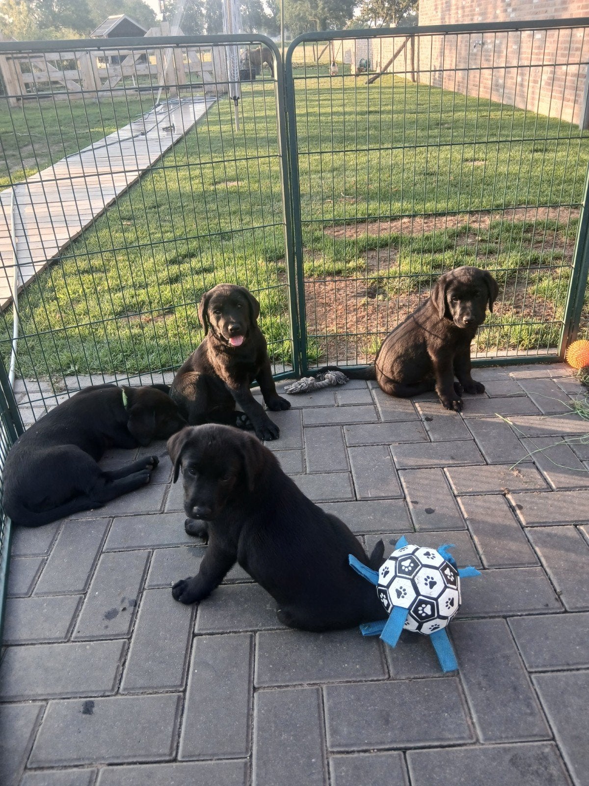 Raszuivere Labrador pups ( mogen nest verlaten), 8 tot 15 weken, Labrador retriever, Meerdere, Meerdere dieren