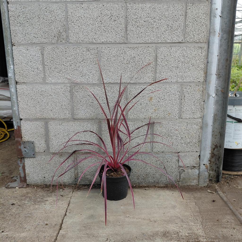 Cordyline 'Salsa' - Roze Koolpalm - 3L Pot, Tuin en Terras, Planten | Tuinplanten, Overige soorten, Volle zon, Vaste plant, Ophalen of Verzenden