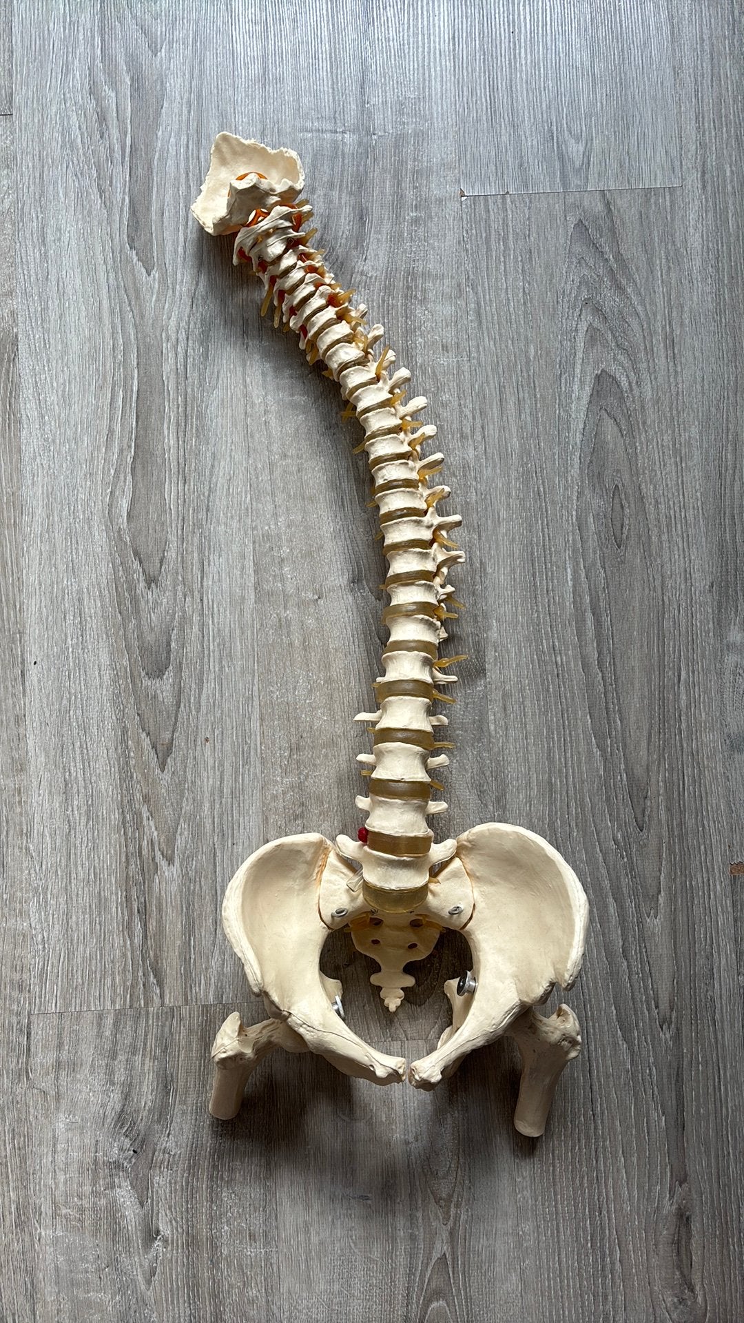 Anatomisch model wervelkolom met bekken, Ophalen of Verzenden, Zo goed als nieuw