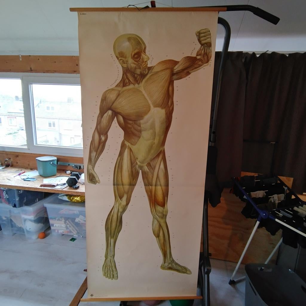 Vintage Anatomische Poster - Menselijke Spieren, Ophalen