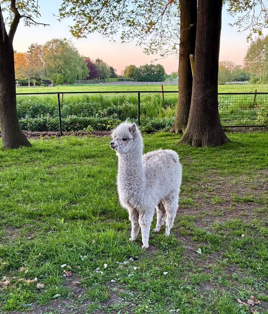 2 alpaca merries, Dieren en Toebehoren, Augustus, Vrouwelijk