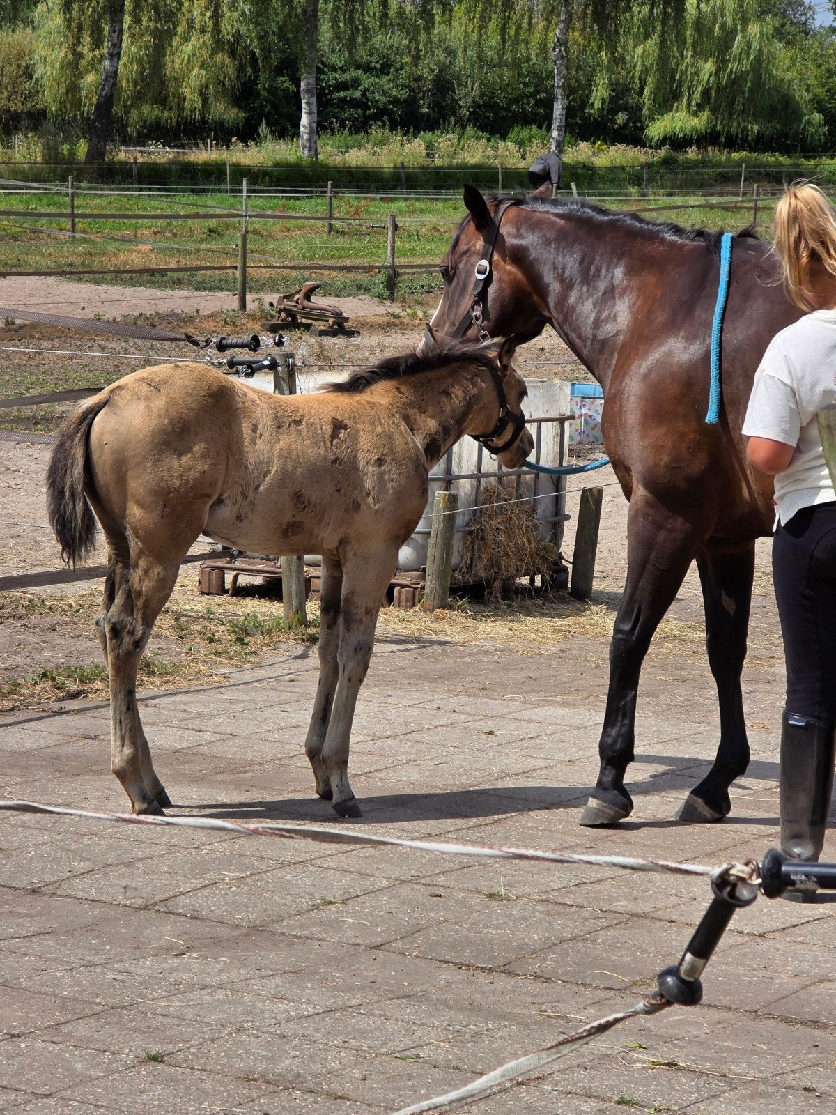 APHA merrie buckskin, Dieren en Toebehoren, Paarden, Merrie, Minder dan 160 cm, Met stamboom, 0 tot 2 jaar