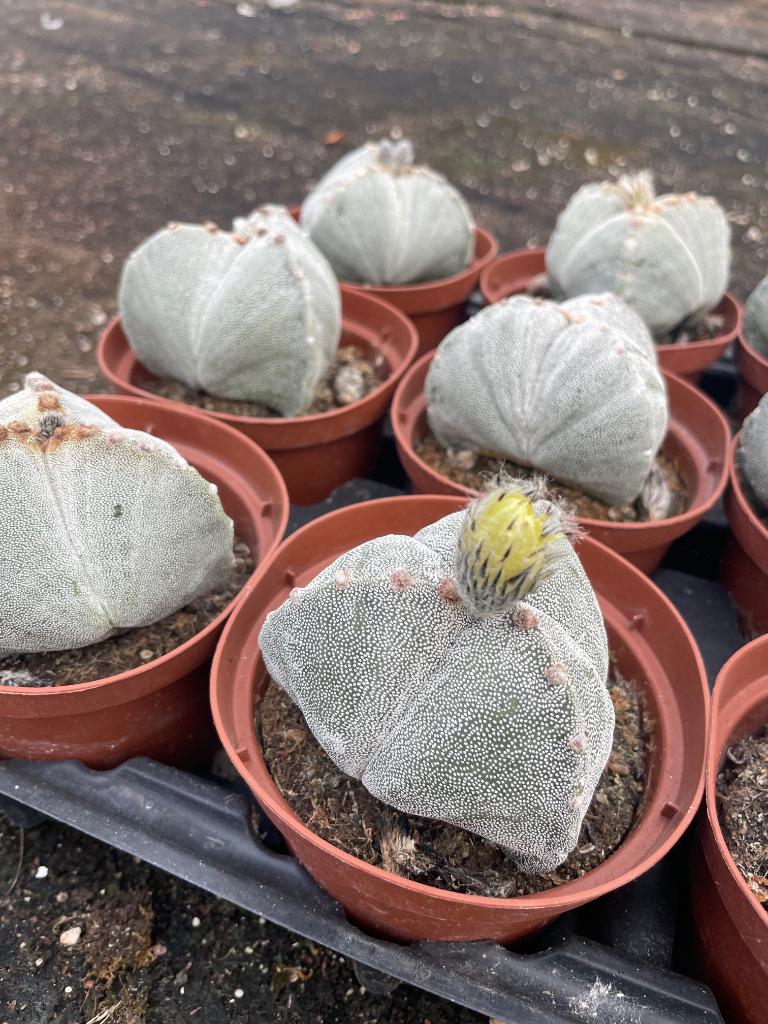 Cactus Astrophytum MyrioStigma met 3 ribben in de 11 cm pot., Ophalen of Verzenden, Minder dan 100 cm, Bloeiende kamerplant, Volle zon