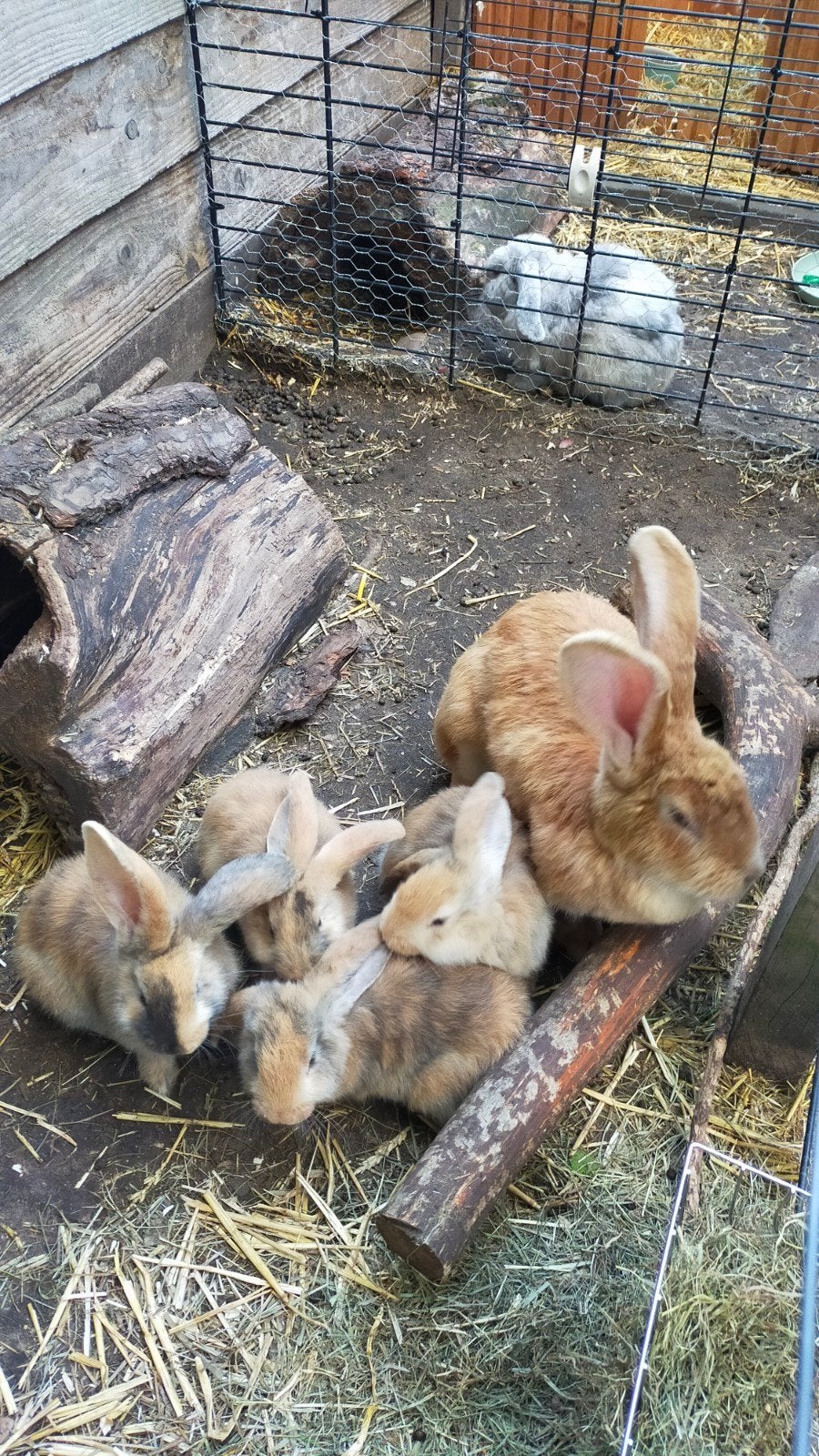 jonge konijnen, Dieren en Toebehoren, Konijnen, Mannelijk, Groot, Hangoor